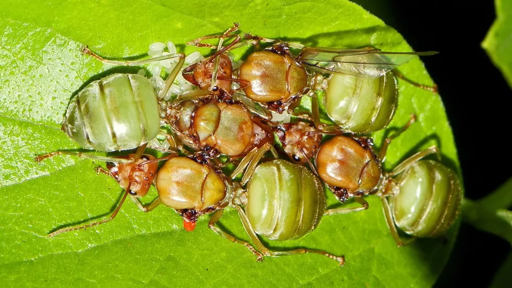 loài kiến